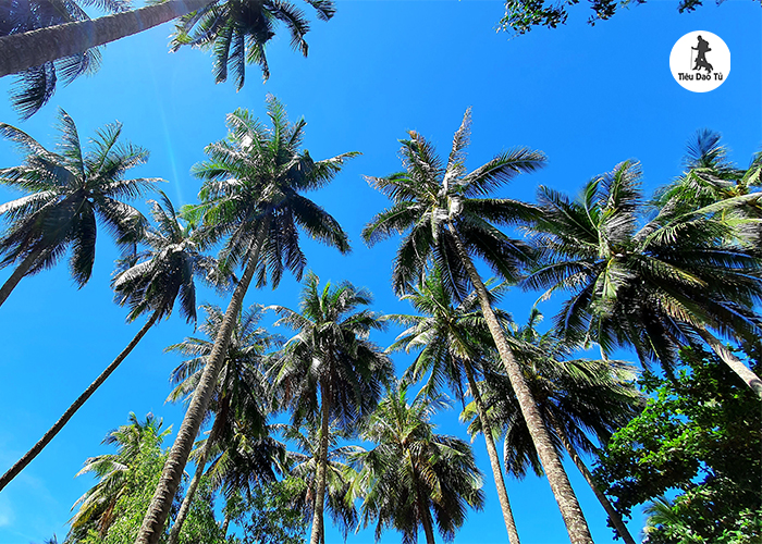 Những hàng dừa bãi biển Phú Quốc rất đẹp