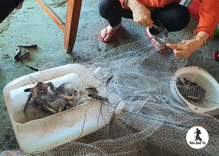 Gỡ một hồi cũng được kha khá cá ngát