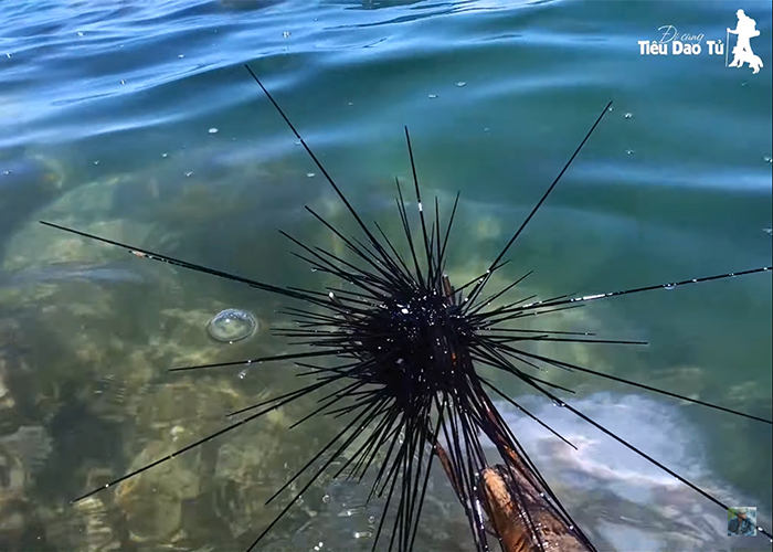 Móc thành công một con nhum chà bá