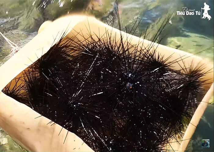 Thành quả là một thùng đầy nhum