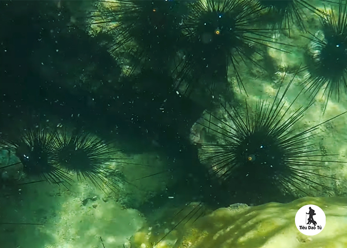 Một ổ nhum bám vô tảng đá