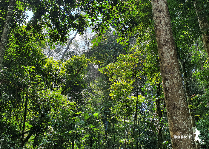 Đắk Nông có rất nhiều khu rừng già nguyên sinh hàng trăm năm tuổi