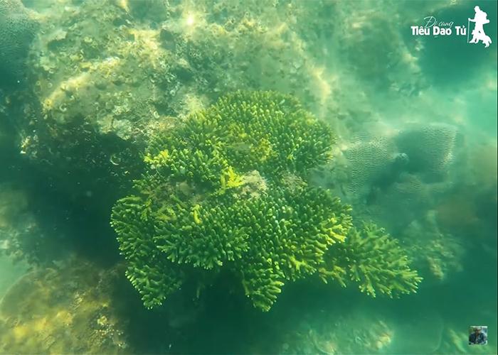 Phát hiện một bụi san hô xanh quá đẹp