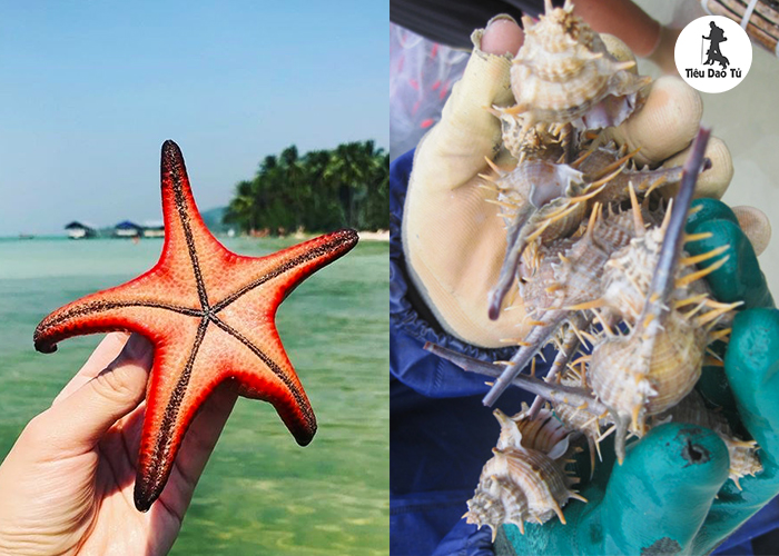 Sao biển với ốc gai Phú Quốc
