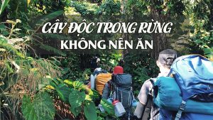 Loại cây có độc trong rừng