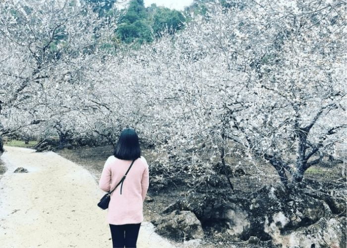 hoa man tai ban cat cat 1