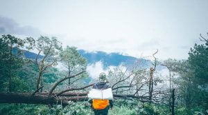 Cach tim thuc an khi bi lac trong rung