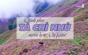 Đi Tà Chì Nhù săn biển mây, ngắm hoa chi pâu 9 Tà Chì Nhù
